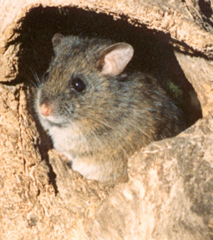 Mouse in hole