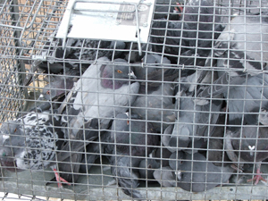 Pigeons in cage