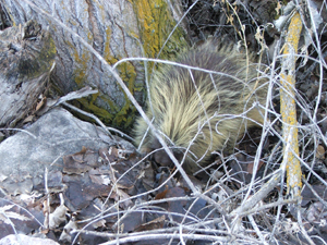 Porcupine eating