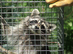 Raccoon in trap