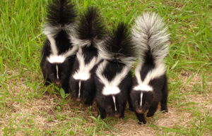 Skunks