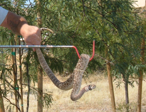 Captured snake