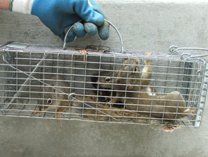 Squirrels in cage