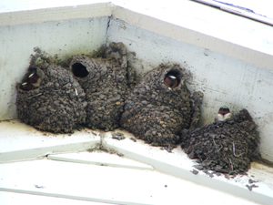 Swallows and their nests