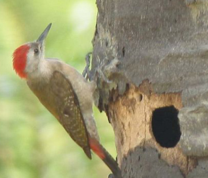 Woodpecker
