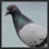 pigeon