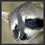 raccoon