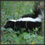 skunk