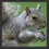squirrel
