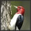 woodpecker
