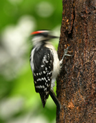 Allstate Animal Control photo woodpecker damage