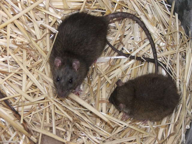 Vermon Rats Rat Control | How To Get Rid of Rats | Rat Trapping