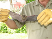Allstate Animal Control, bat with spread wings