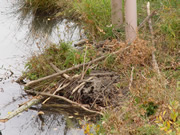 beaver mound