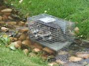 Allstate Animal Control, caged raccoon