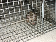 Allstate Animal Control, rat trap