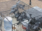 Allstate Animal Control, many pigeons in a live trap