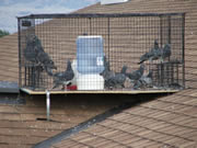 Allstate Animal Control photo pigeon cage trap