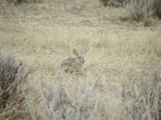 Allstate Animal Control photo prairie rabbit 