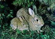 Allstate Animal Control photo baby rabbit