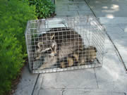 Allstate Animal Control trapping raccoons