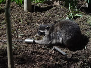 Allstate Animal Control offers raccoon control