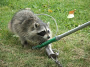 Allstate Animal Control tech catching a raccoon with a snare pole