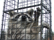 Allstate Animal Control raccoon extermination