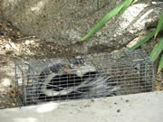 Live skunk in an Allstate Animal Control cage trap