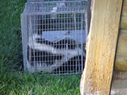 Allstate Animal Control, skunk cage