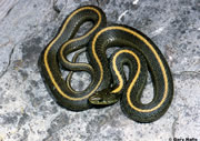 Allstate Animal Control photo snake