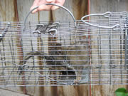 Allstate Animal Control squirrel in cage