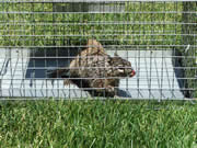 Allstate Animal Control--squirrel in trap