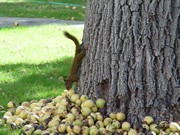 Allstate Animal Control-- squirrel running down tree