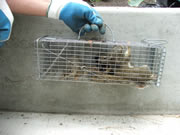 Allstate Animal Control captured squirrel