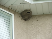 Allstate Animal Control, muddy swallow nest