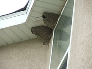 Allstate Animal Control, cliff swallow nests on soffit