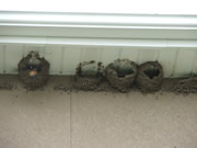 Allstate Animal Control, swallow mud nests